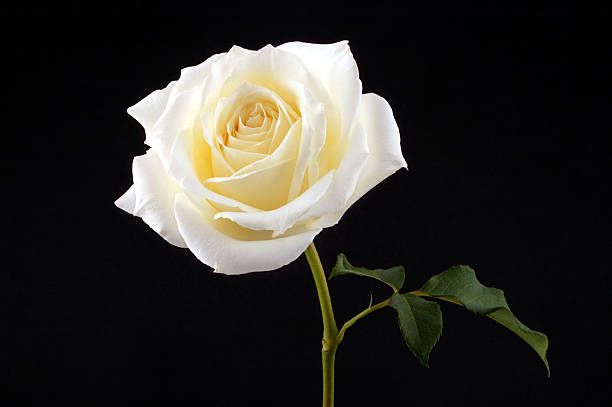 What Do White Roses Mean In A Relationship?